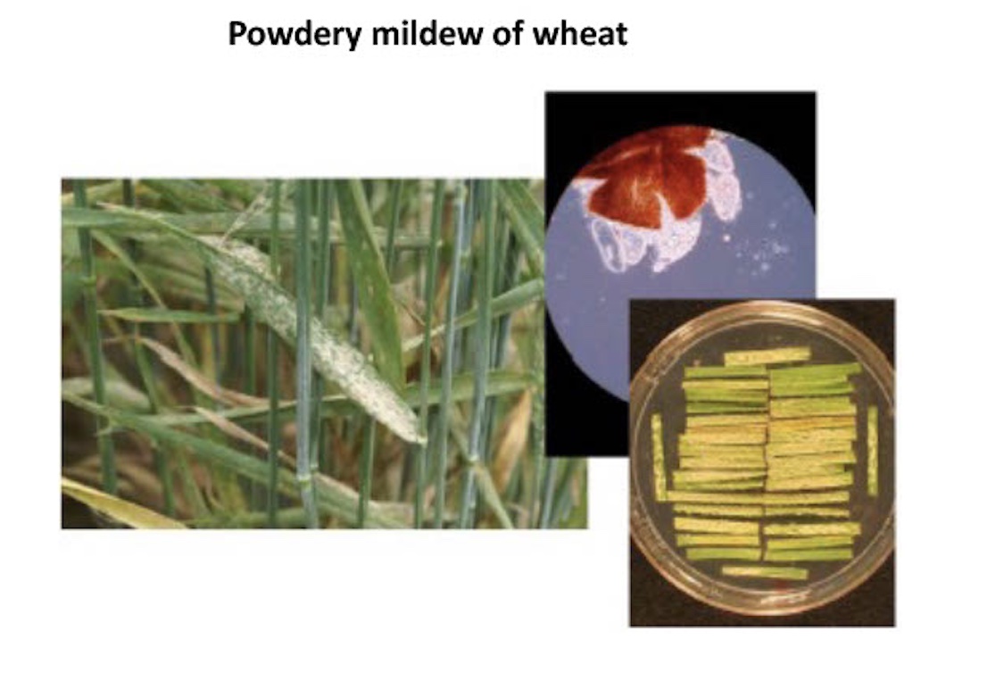 /ARSUserFiles/60701500/Powdery Mildew_Final.jpg